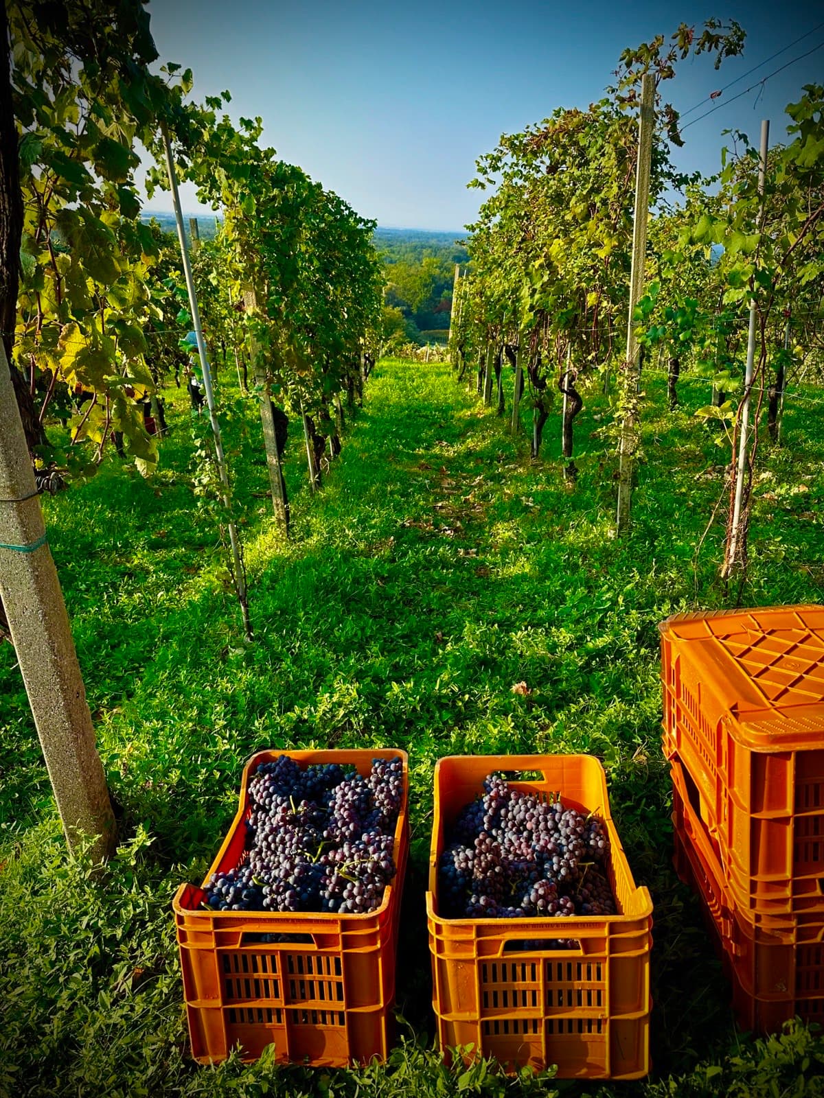 Cassette di uva Nebbiolo appena vendemmiata a mano nei vigneti Anzivino a Gattinara