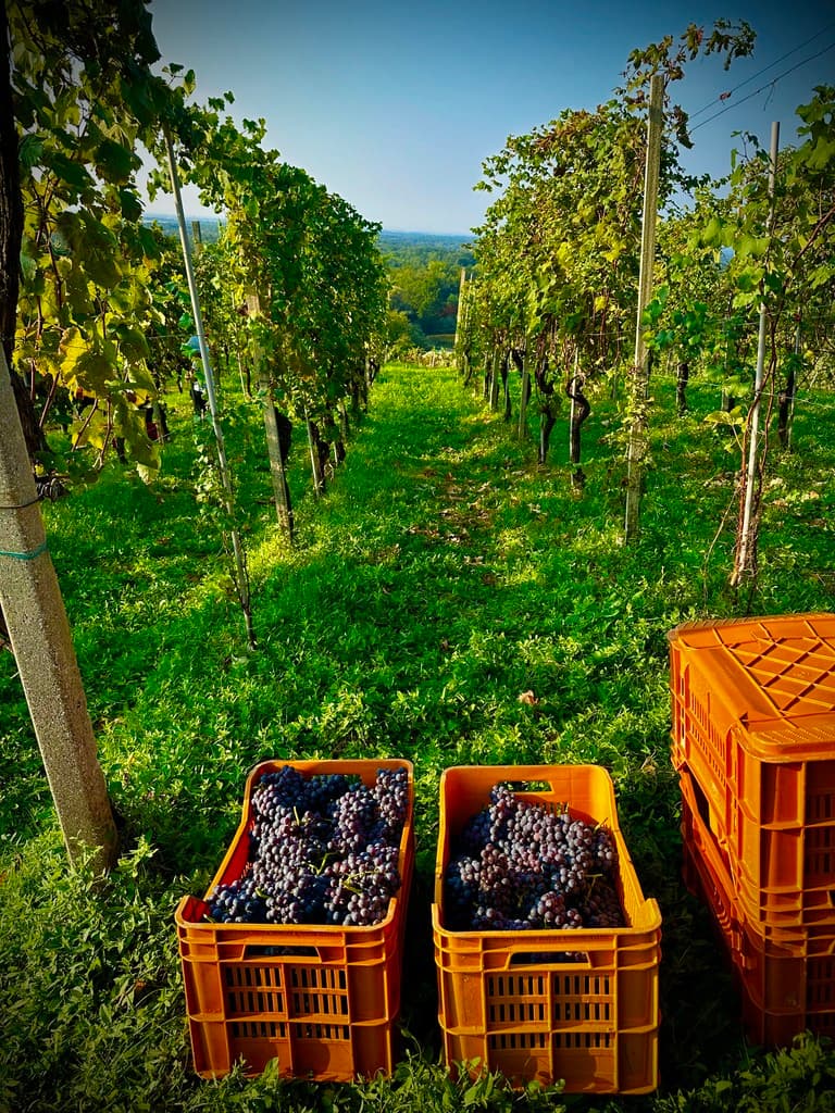 Vendemmia Nebbiolo a Gattinara, vino rosso piemontese