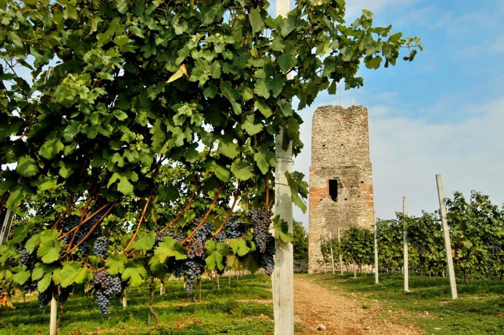 Vigneti Nebbiolo Gattinara, terroir vulcanico Alto Piemonte