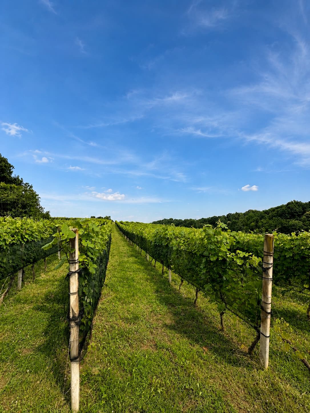 Vigneti Anzivino sulle colline di porfido di Gattinara